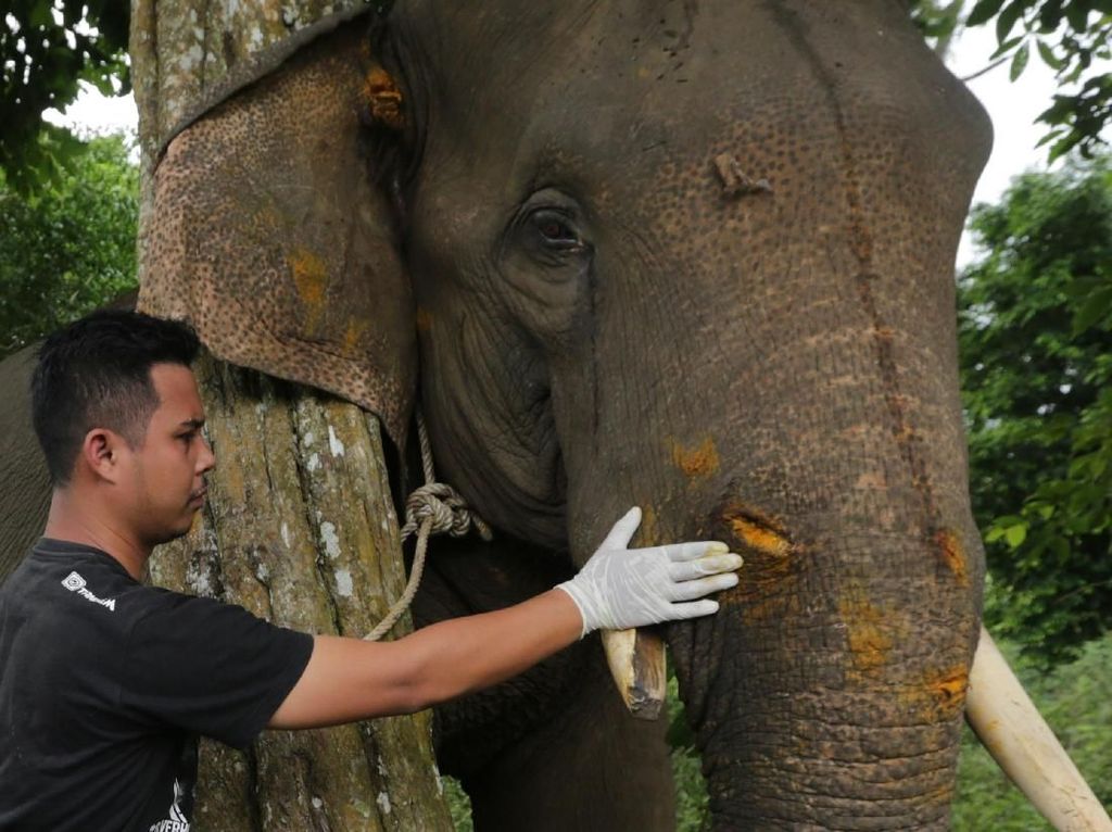 Pengobatan Gajah yang Terluka di Aceh Pengobatan Gajah yang Terluka di Aceh
