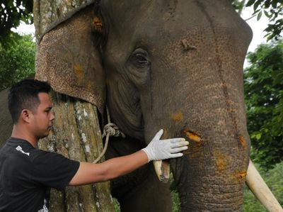 Pengobatan Gajah yang Terluka di Aceh