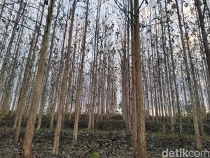 Serba-serbi Pohon Jati: Sifat Ekologis, Sebaran, dan Manfaat