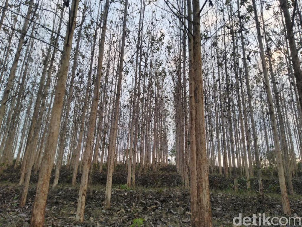 Serba-serbi Pohon Jati: Sifat Ekologis, Sebaran, dan Manfaat