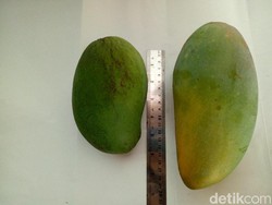 Mangga Kiojay, Tak Hanya Manis Tapi Juga Besar Ukurannya