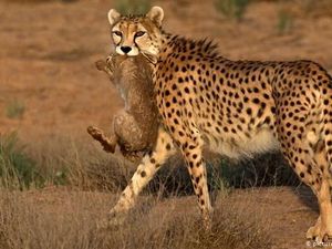 Dituduh Lakukan Kegiatan Mata-mata, Peneliti Satwa Liar di Iran Ditangkap Dituduh Lakukan Kegiatan Mata-mata, Peneliti Satwa Liar di Iran Ditangkap