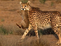 Dituduh Lakukan Kegiatan Mata-mata, Peneliti Satwa Liar di Iran Ditangkap