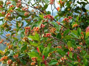 95% Produksi Cengkeh untuk Suplai Industri Rokok