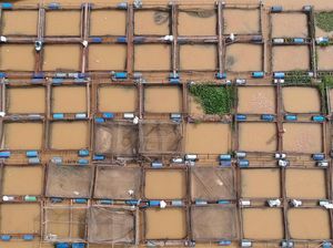 Budidaya Ikan di Sungai Batanghari Budidaya Ikan di Sungai Batanghari