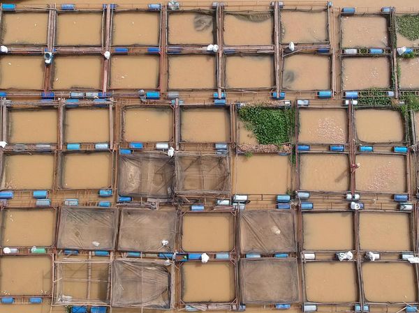 Budidaya Ikan di Sungai Batanghari