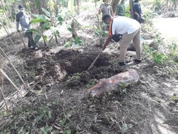 Belasan Bangkai Babi Dibuang ke Sungai Tebing Tinggi
