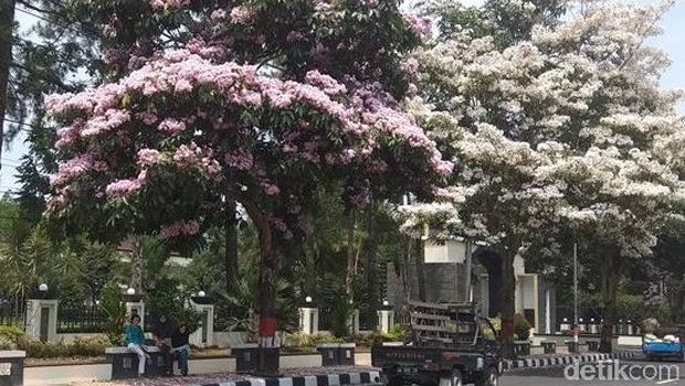 Taman Tabebuya