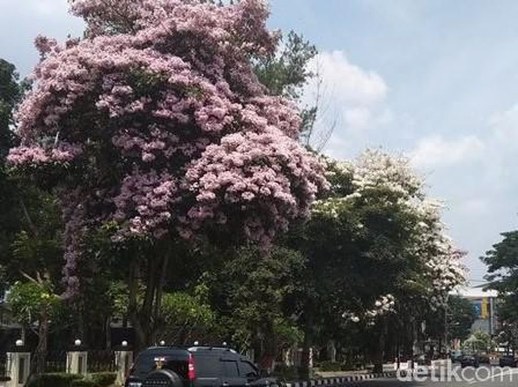 Indahnya Bunga Tabebuya Saat Mekar di Kota Magelang Indahnya Bunga Tabebuya Saat Mekar di Kota Magelang