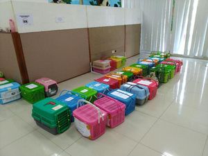 Tekan Populasi, Ratusan Kucing Liar Disterilisasi