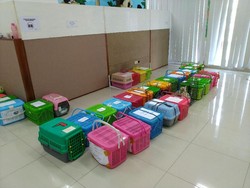 Tekan Populasi, Ratusan Kucing Liar Disterilisasi