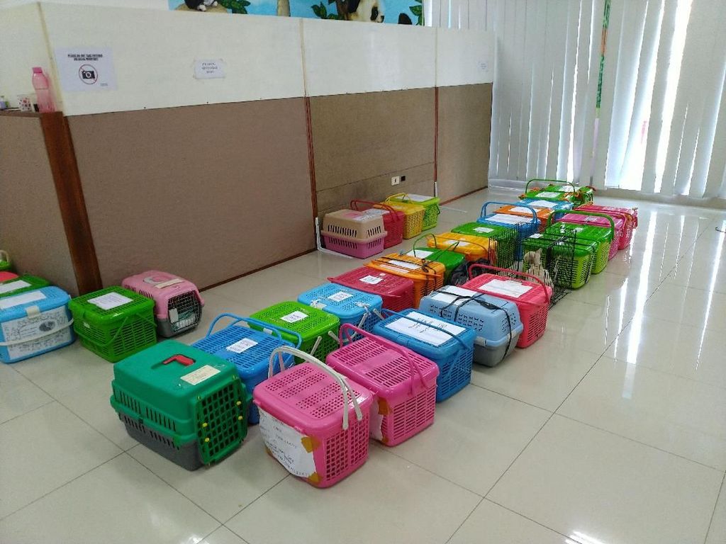 Tekan Populasi, Ratusan Kucing Liar Disterilisasi Tekan Populasi, Ratusan Kucing Liar Disterilisasi