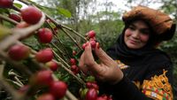 Intip Festival Panen Kopi Gayo di Aceh