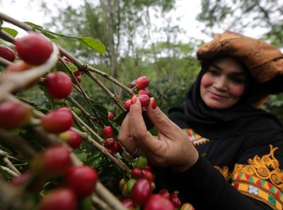 Intip Festival Panen Kopi Gayo di Aceh