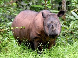 Apakah Ada Badak Bercula Dua? Begini Faktanya Apakah Ada Badak Bercula Dua? Begini Faktanya