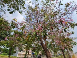 Viral Bunga Cantik Mirip Sakura Berguguran Bikin Heboh Warga Bekasi