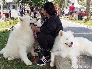 Tiga Tempat Jagal Anjing Ditemukan di Malang Raya Tiga Tempat Jagal Anjing Ditemukan di Malang Raya