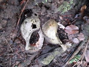 Arkeolog Papua Temukan Situs Triton di Teluk Wondama Papua Barat