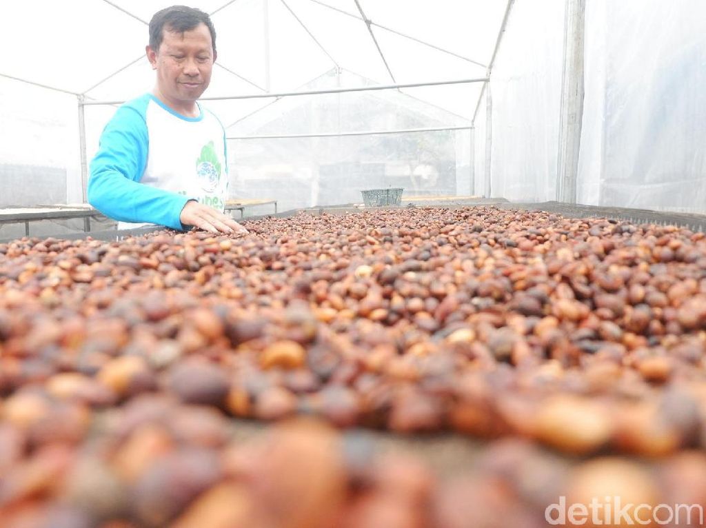 Kopi Senggani Beraroma Unik yang Sedang Populer di Pasaran Kopi Senggani Beraroma Unik yang Sedang Populer di Pasaran