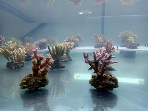 Peneliti Temukan Biota Baru di Perairan Bali