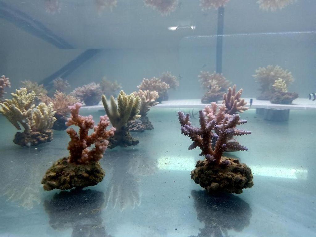 Peneliti Temukan Biota Baru di Perairan Bali Peneliti Temukan Biota Baru di Perairan Bali