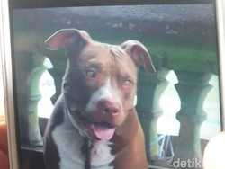 Serang Manusia di Medan-Makassar, Bagaimana Tingkah Laku Anjing Pitbull?