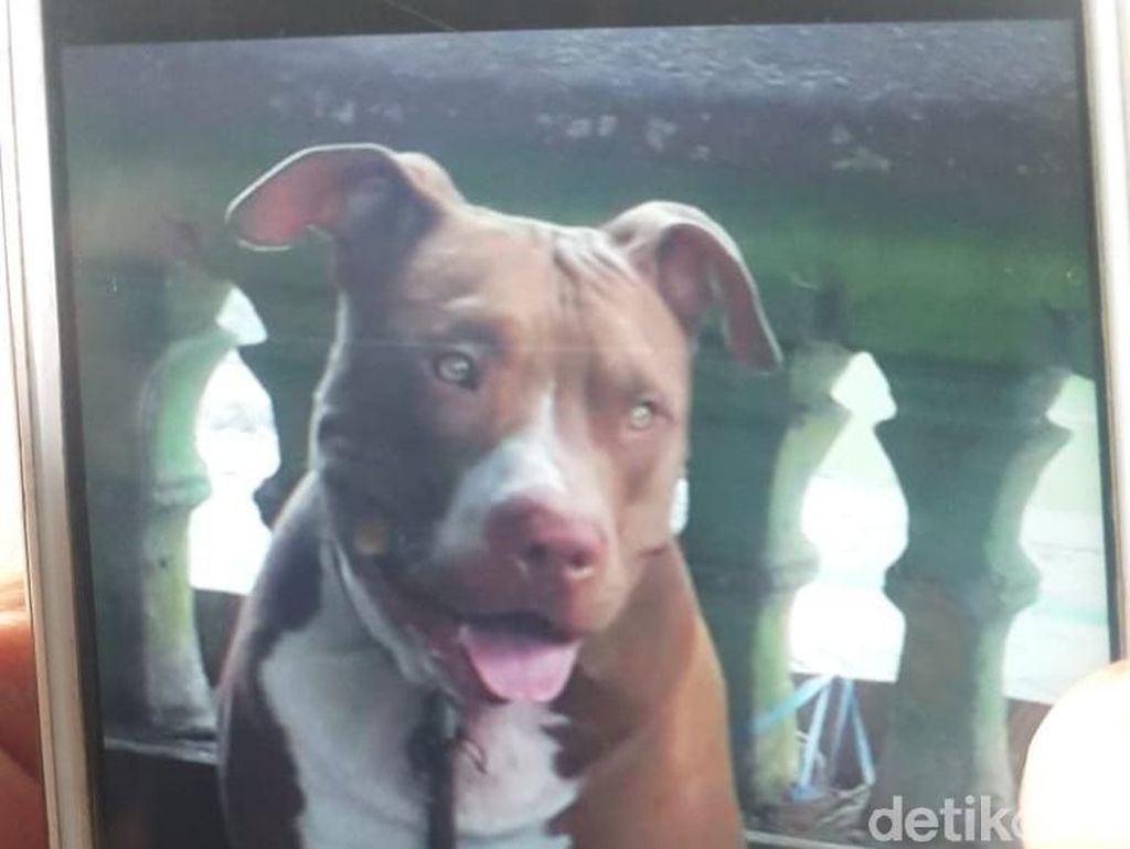 Serang Manusia di Medan-Makassar, Bagaimana Tingkah Laku Anjing Pitbull? Serang Manusia di Medan-Makassar, Bagaimana Tingkah Laku Anjing Pitbull?