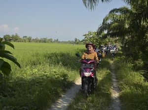 Bupati Luwu Utara Naik Motor ke Sawah, Cek Produksi Padi Petani