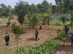 150 Hektare Lahan Cagar Alam Kamojang Beralih Fungsi Jadi Kebun