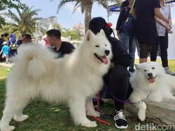 MUI Dukung Gerakan Bebas Daging Anjing di Malang