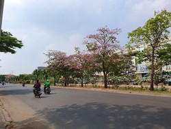 Bukan Sakura, Bunga yang Tumbuh di Bekasi Ternyata Tabebuya