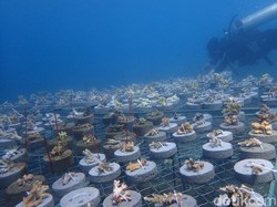 Keren! Puluhan Biota Baru Ditemukan di Perairan Bali Utara