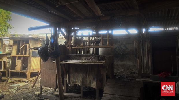 Misteri 24 Kambing Rawabuaya Hilang dan Tumpukan Usus