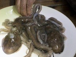 Gurita Mentah hingga Keju Busuk, Makanan yang Berbahaya Dikonsumsi