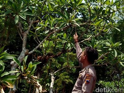 Ini Lokasi Sarang Tawon Vespa yang Bunuh Pasutri di Pemalang