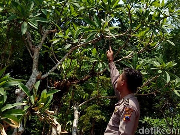 Ini Lokasi Sarang Tawon Vespa yang Bunuh Pasutri di Pemalang