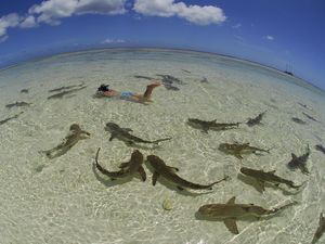 Bagaimana Cara Hiu Mendeteksi Mangsanya?