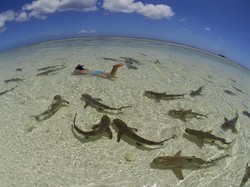 Hiu Diburu Bukan Hanya karena Siripnya