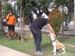 Tips Pelihara Anjing Pitbull Agar Tak Serang Manusia