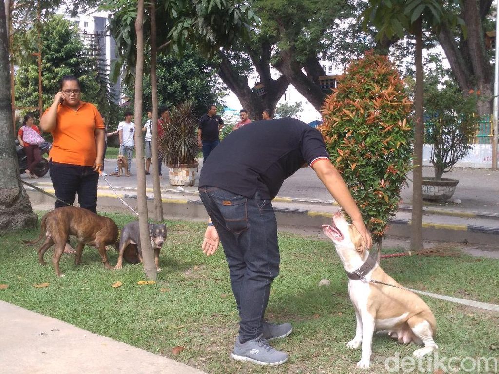 Tips Pelihara Anjing Pitbull Agar Tak Serang Manusia Tips Pelihara Anjing Pitbull Agar Tak Serang Manusia