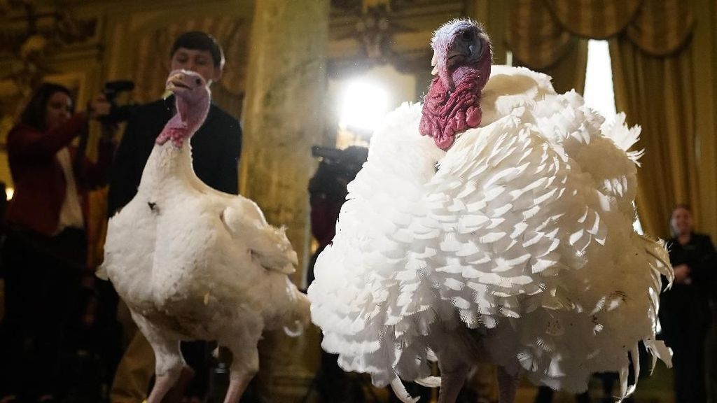 Potret Dua Kalkun Thanksgiving yang Akan Diampuni Presiden Trump