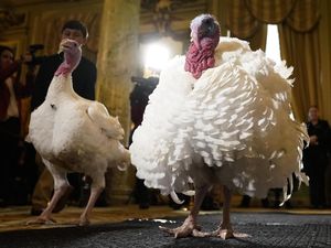 Potret Dua Kalkun Thanksgiving yang Akan Diampuni Presiden Trump