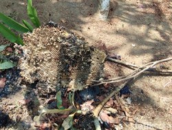 Saat Tawon Vespa Meneror Warga di Kawasan Tengah Pulau Jawa