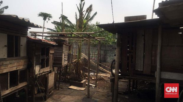 Misteri 24 Kambing Rawabuaya Hilang dan Tumpukan Usus
