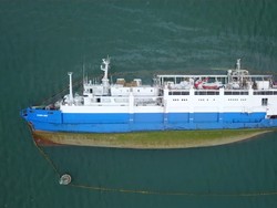 Kapal Kargo Terbalik, Ribuan Domba Tenggelam