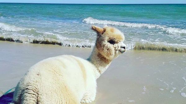 Foto: Alfie, Alpaka Menggemaskan yang Suka Pantai