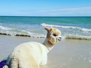 Foto: Alfie, Alpaka Menggemaskan yang Suka Pantai Foto: Alfie, Alpaka Menggemaskan yang Suka Pantai