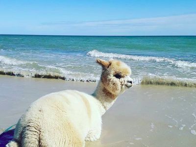 Foto: Alfie, Alpaka Menggemaskan yang Suka Pantai