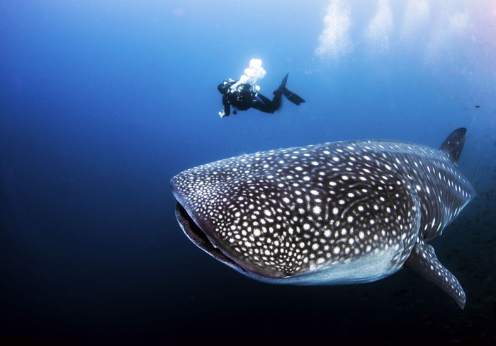 Hiu paus A divemaster can be used as scale to see the size of a pregnant female adult whale shark underwater