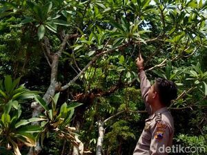 Penampakan Lokasi Sarang Tawon Vespa yang Bunuh Pasutri di Pemalang Penampakan Lokasi Sarang Tawon Vespa yang Bunuh Pasutri di Pemalang